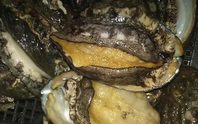 海鲜种类排名前十有哪些,十种海鲜排行榜最新