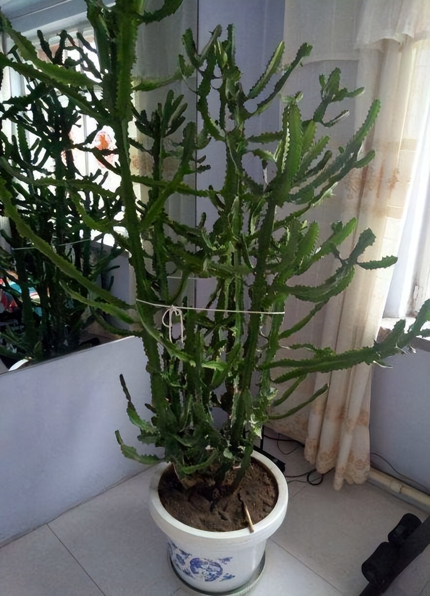 这3种花更值得拥有,这3种花一定要养