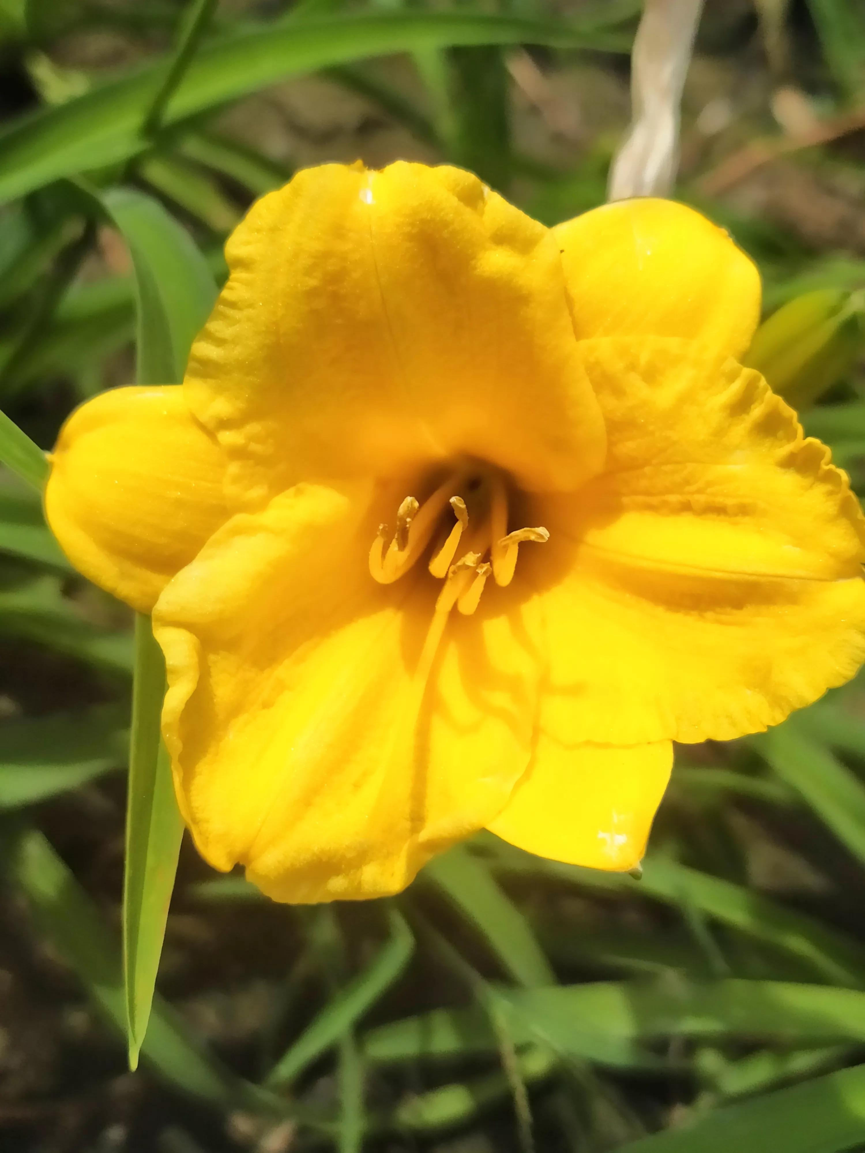 萱草花几种色,萱草花什么颜色