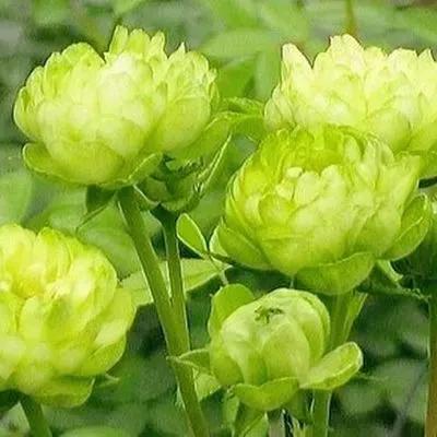 我爱月季花歌曲,我爱月季花300字