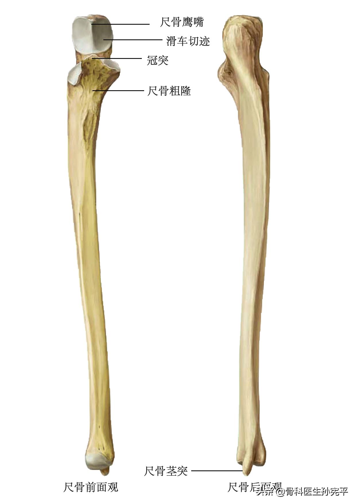 上肢骨解剖图讲解,上肢骨骼解剖素描图