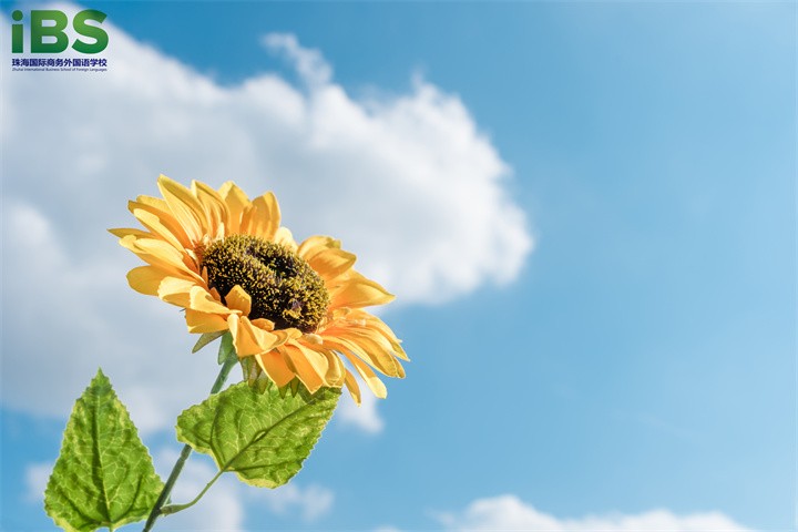 pua是什么意思英语,pua全称用英语怎么说