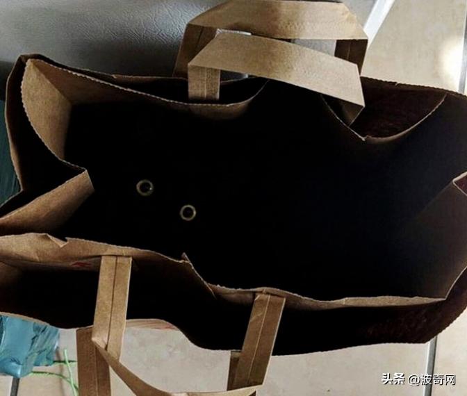 他们收养黑猫后，半年中了百万英镑？谁再说黑猫不吉利！