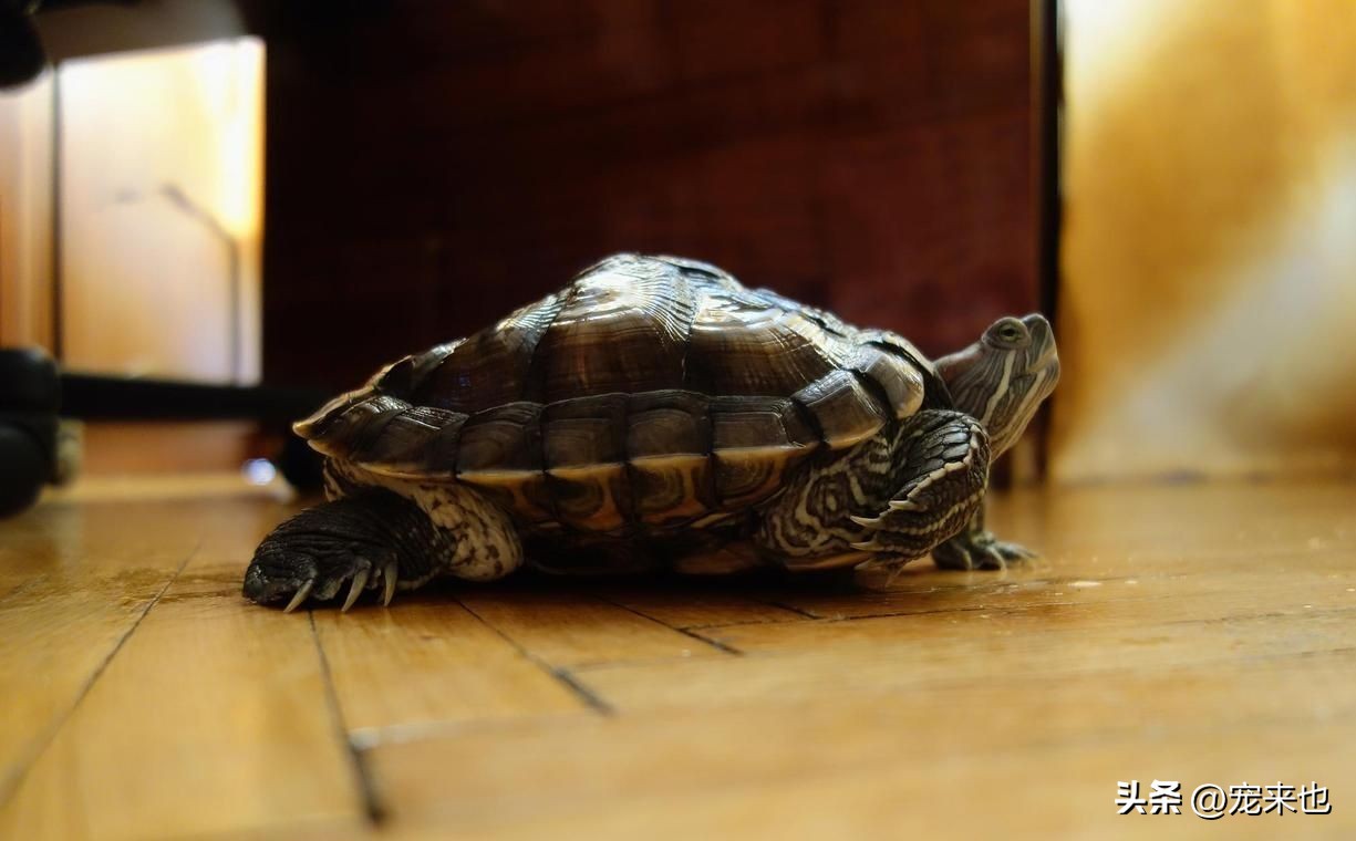 阿莫西林治乌龟肺炎,乌龟肺炎阿莫西林怎么使用