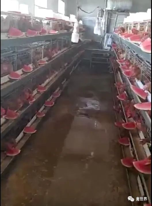 鸡养殖场降温的最佳方法,养鸡场热死鸡怎么办