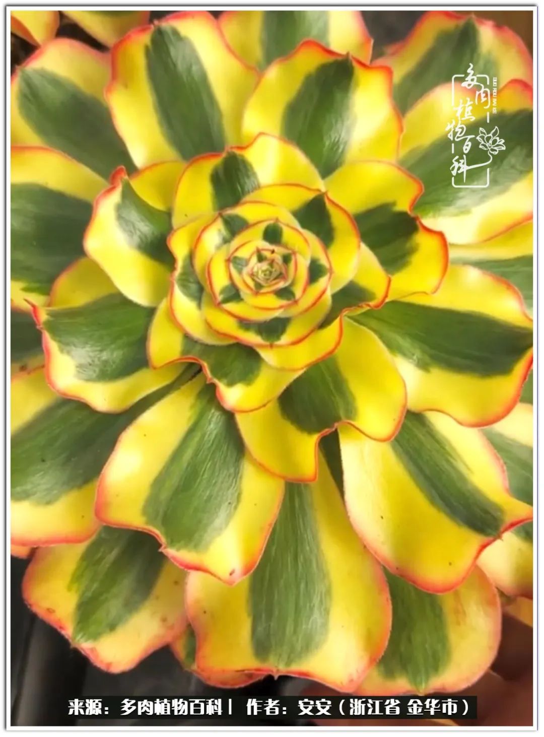 多肉法师花卉品种大全,多肉法师为什么叫法师