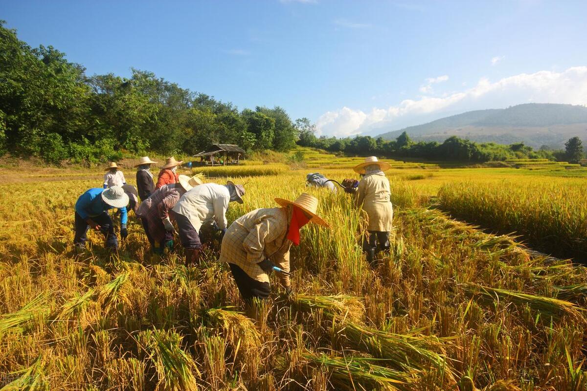 不怕下雨就怕阴天,不怕立秋下雨就怕立秋晴天