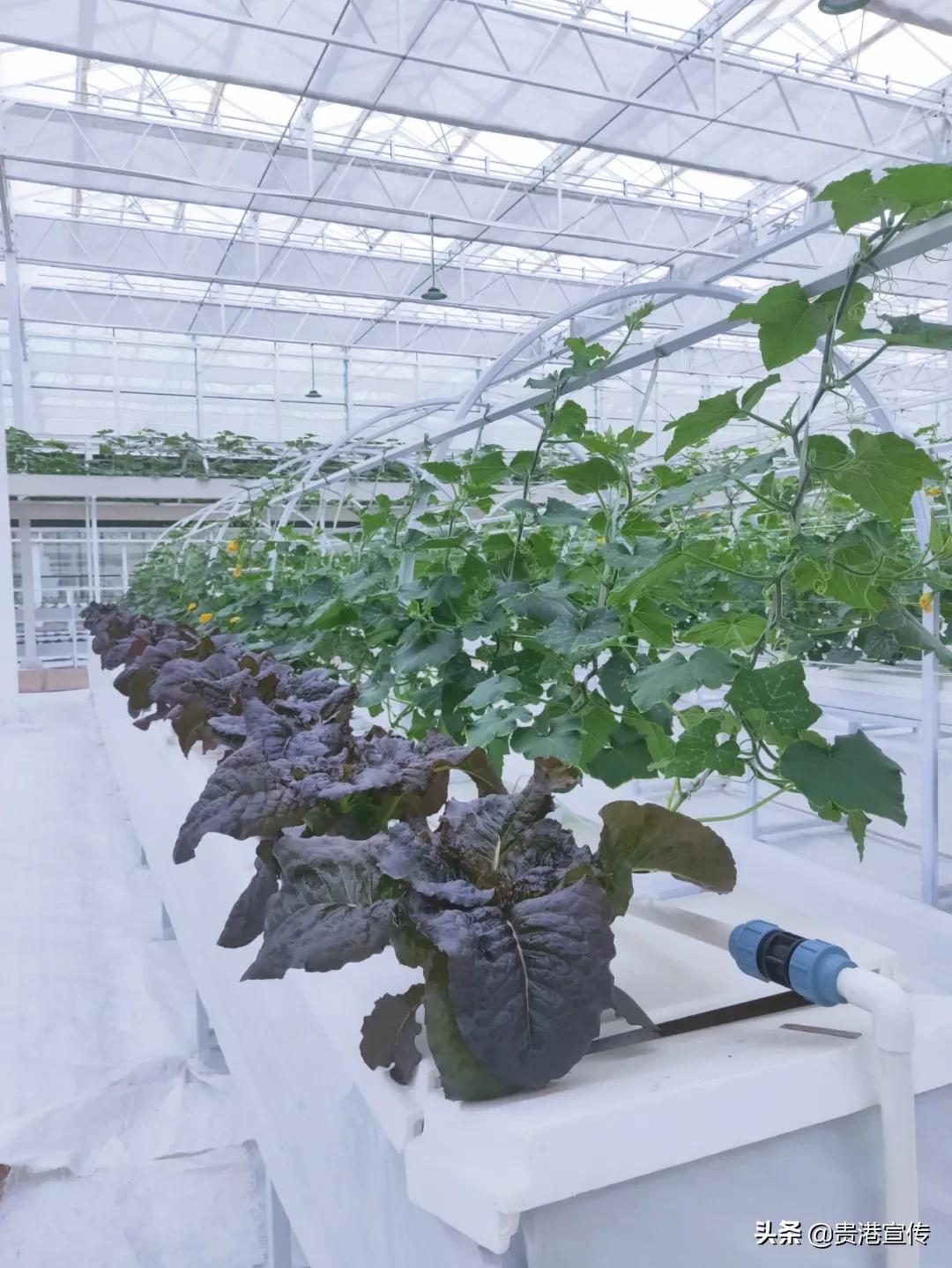 春节贵港一日游最佳攻略,春节贵港去哪里玩