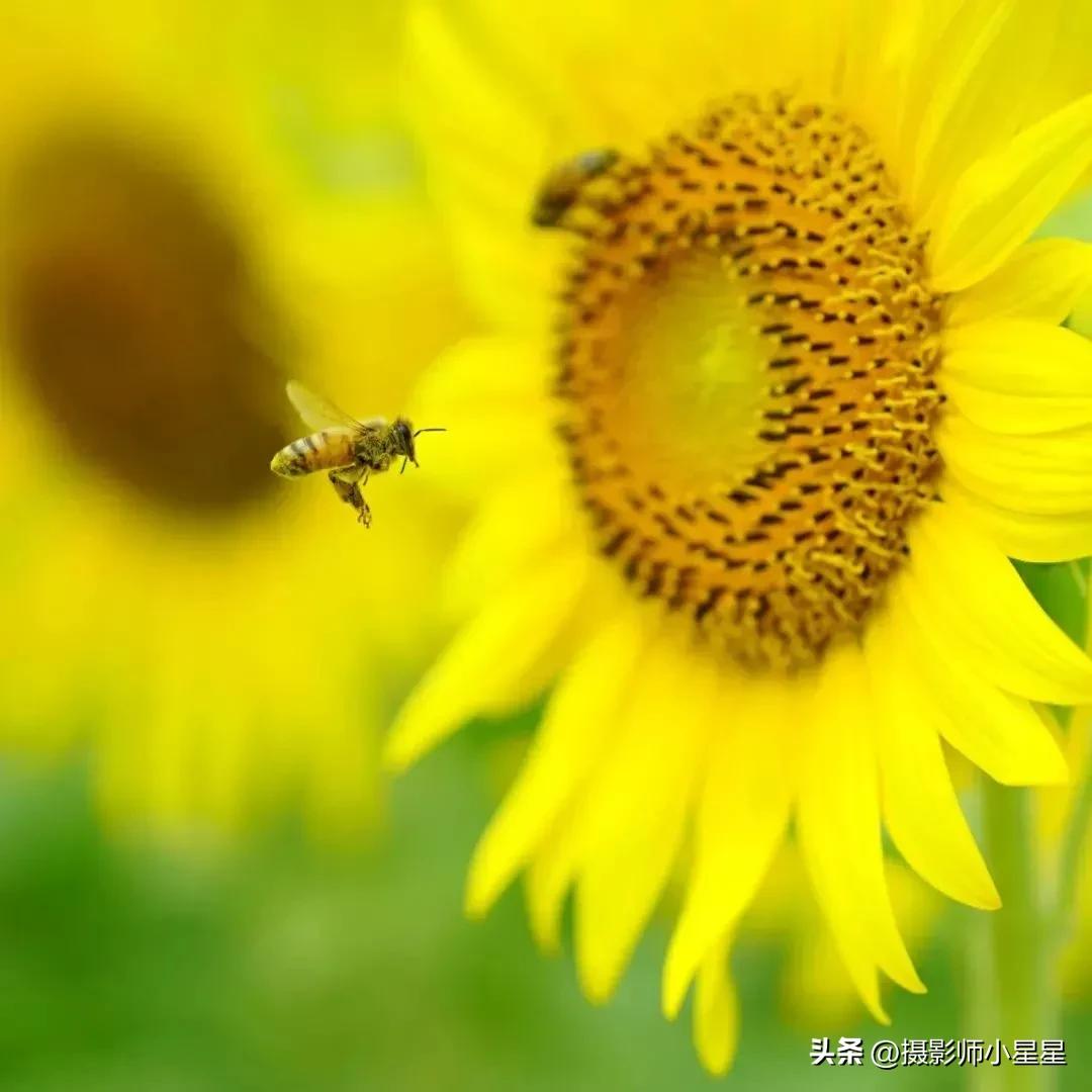 梵高向日葵拍摄,梵高向日葵欣赏视频