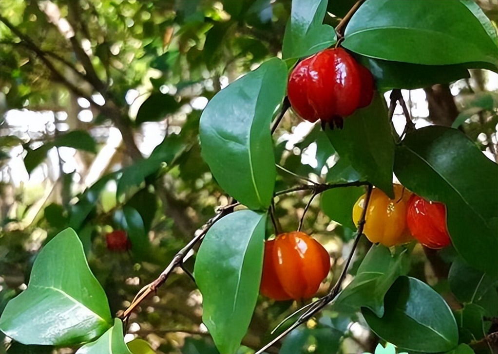 广东阿婆种了1株“怪樱桃”，果子像南瓜，营养师：可促脑、促眠