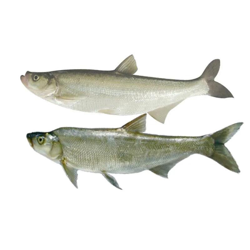 中国常见的淡水鱼全部图片,史上最全的淡水鱼图集