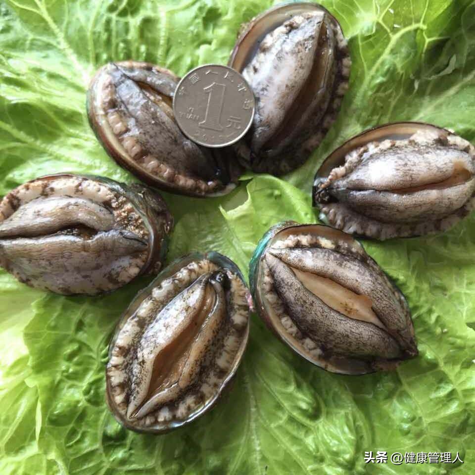 带你认识全世界的鲍鱼