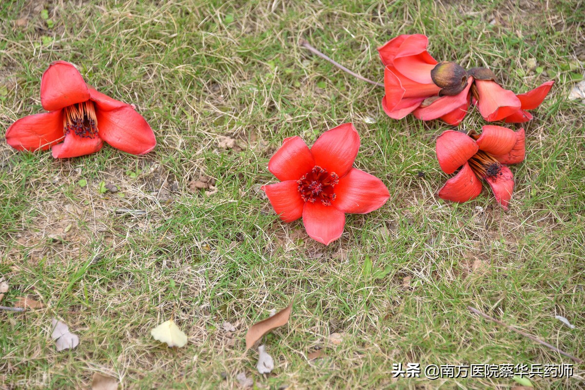 木棉花可以治痔疮,木棉花树皮可以治痔疮吗