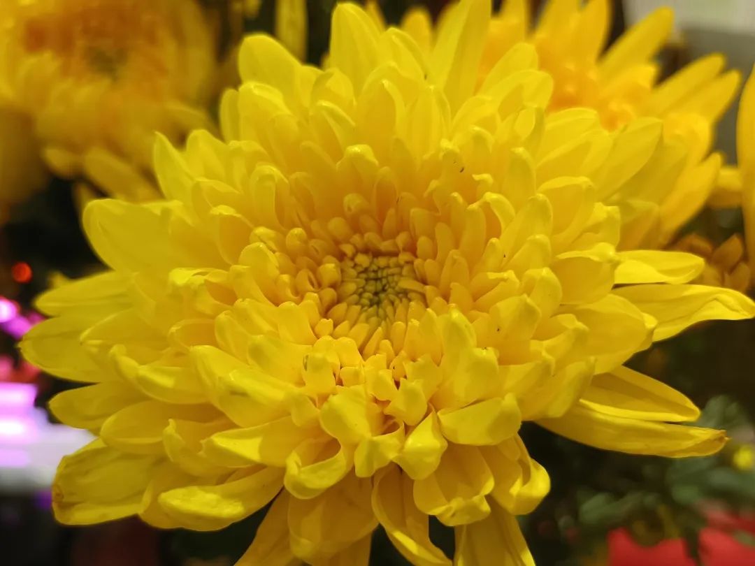 文明祭祀寄哀思绿色低碳过清明,清明节网上寄哀思祭祀不聚集