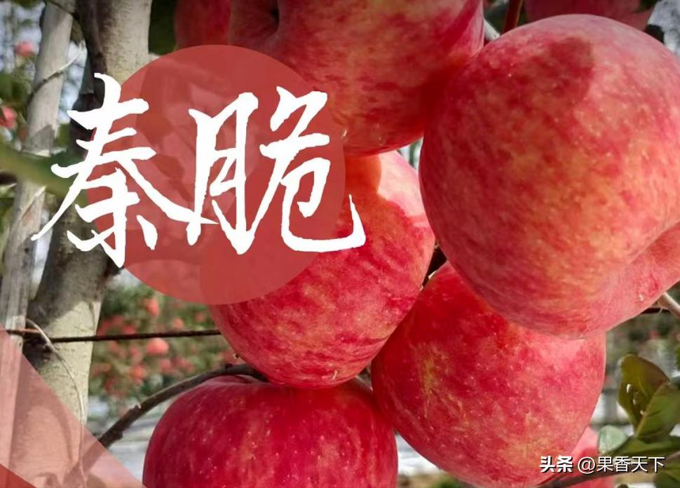 最新苹果品种排名,最有潜力苹果新品种前三名