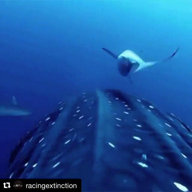 海底奇观欣赏,海底世界奇妙之旅图片