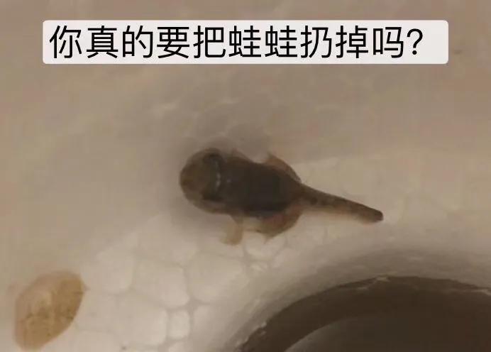 碗中种莲，年复一年花开花落到叶枯