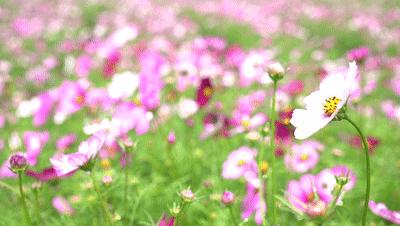 最新厦门游玩攻略,厦门5天新年游玩攻略