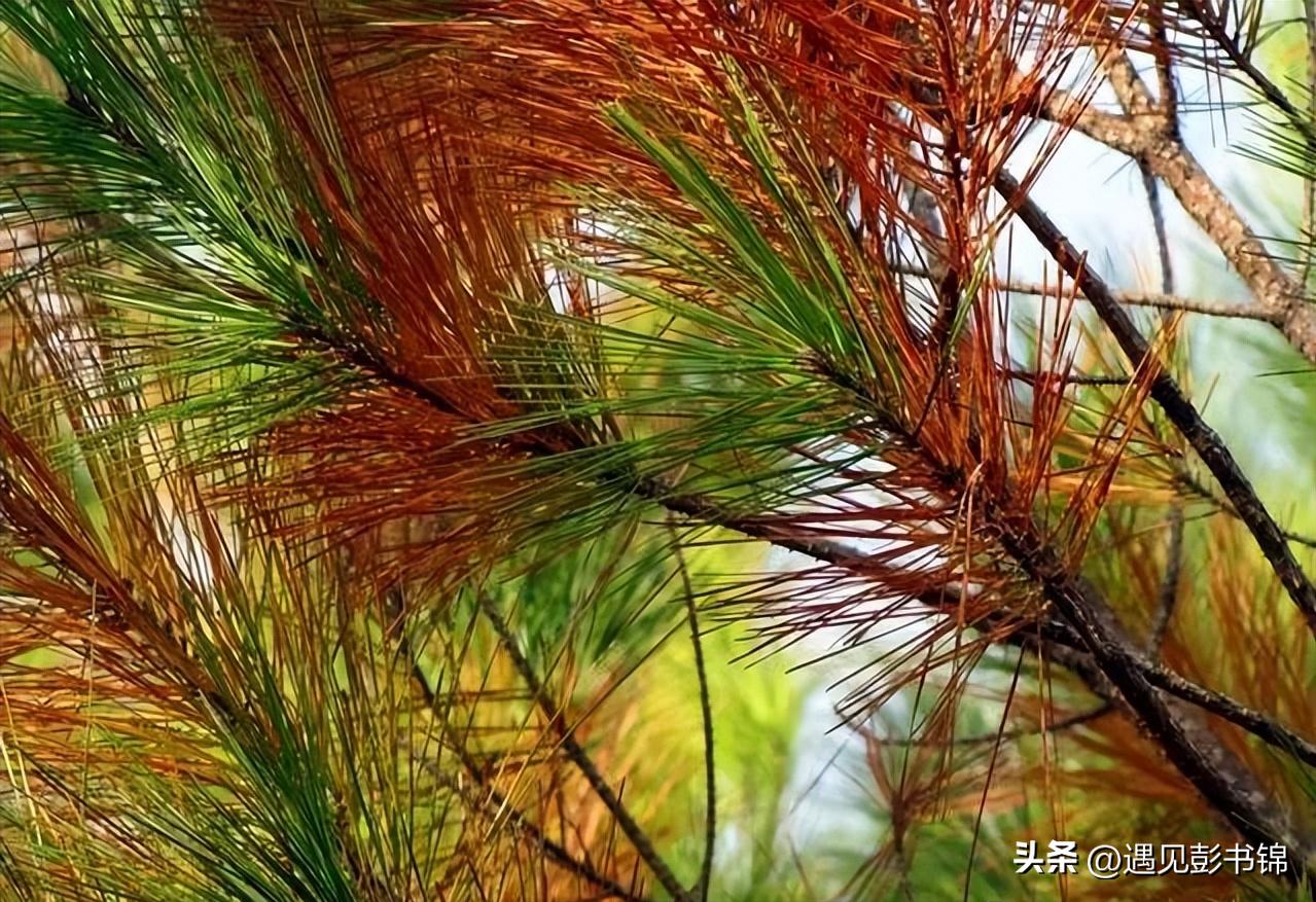 在乡下的初恋,青涩的乡村