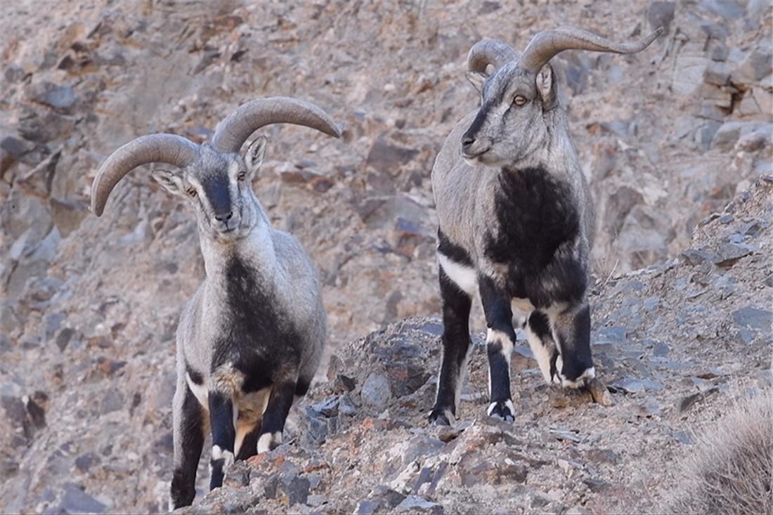5只红毛野犬现身祁连山，围捕了1只岩羊，猞猁在旁边看着不敢上前