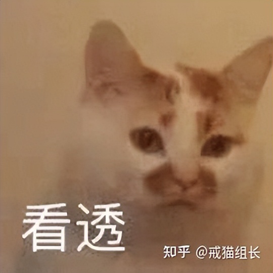 口碑最好的十大猫主食罐,最好的主食猫罐测评