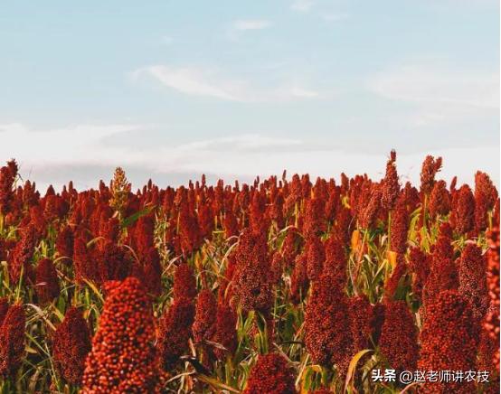 一斤粮食酒成本多少,一斤粮食酒成本到底是多少