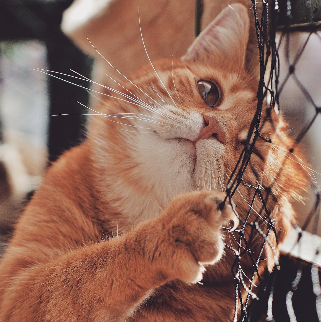 能证明你家猫养得很好的几个特征,用多种方法来介绍猫的特征