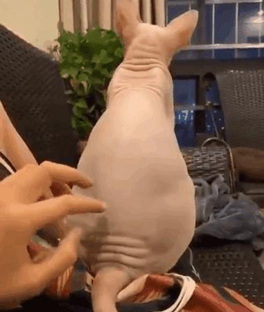 不推荐养的六种猫是哪六种,哪种猫最不好养而且又最好养