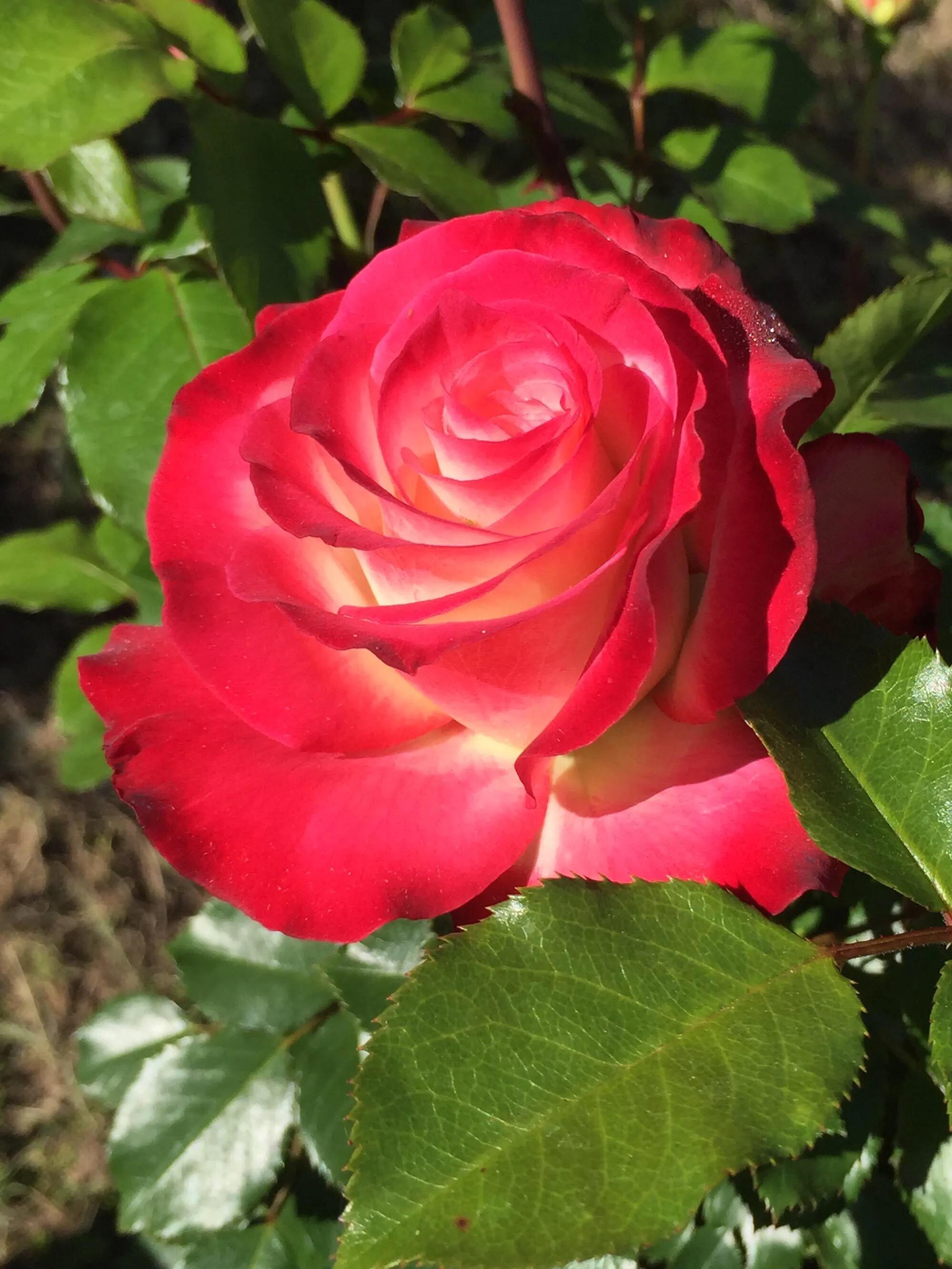 白玫瑰和红玫瑰的区别,红玫瑰与白玫瑰黄玫瑰