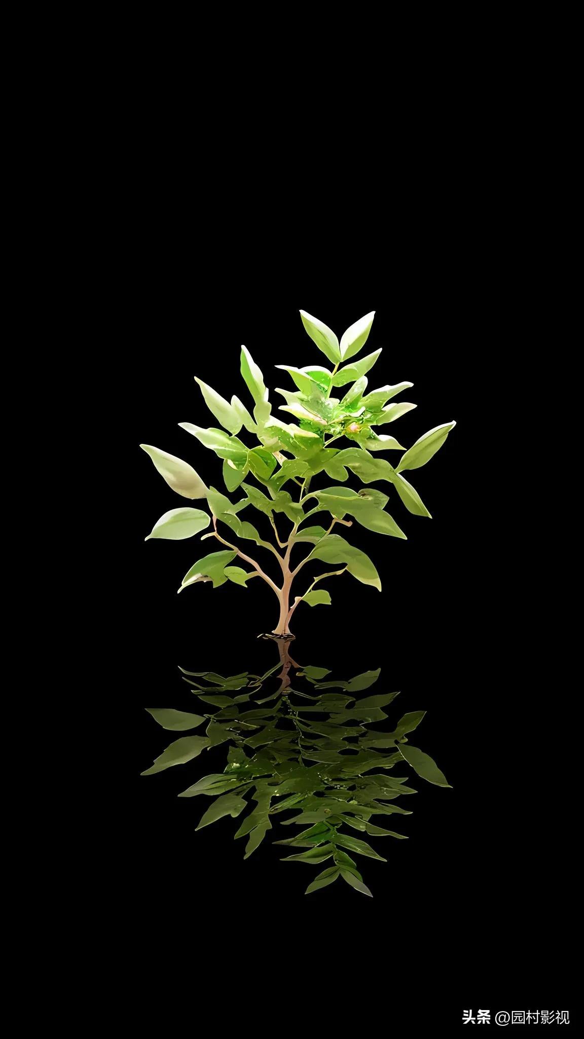 纯灰色护眼高清壁纸图片,iphonexsmax壁纸超清黑色系