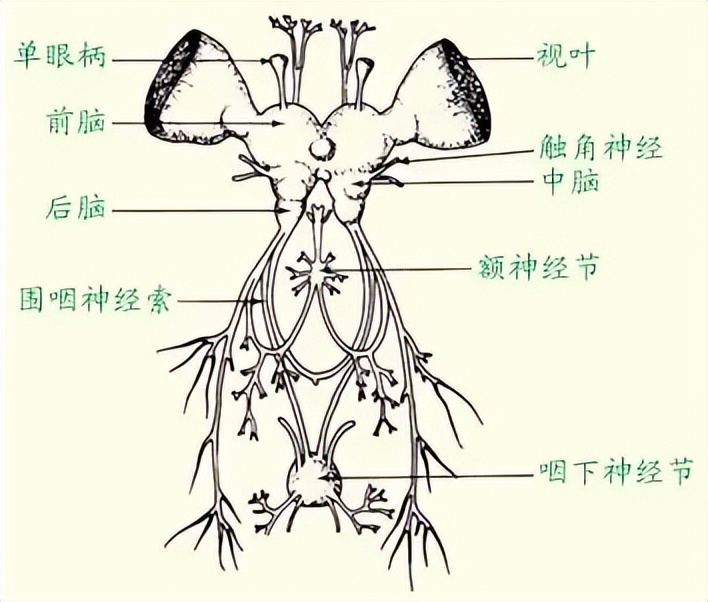 蚊子有嗅觉和味觉吗,蚊子如何麻痹痛感