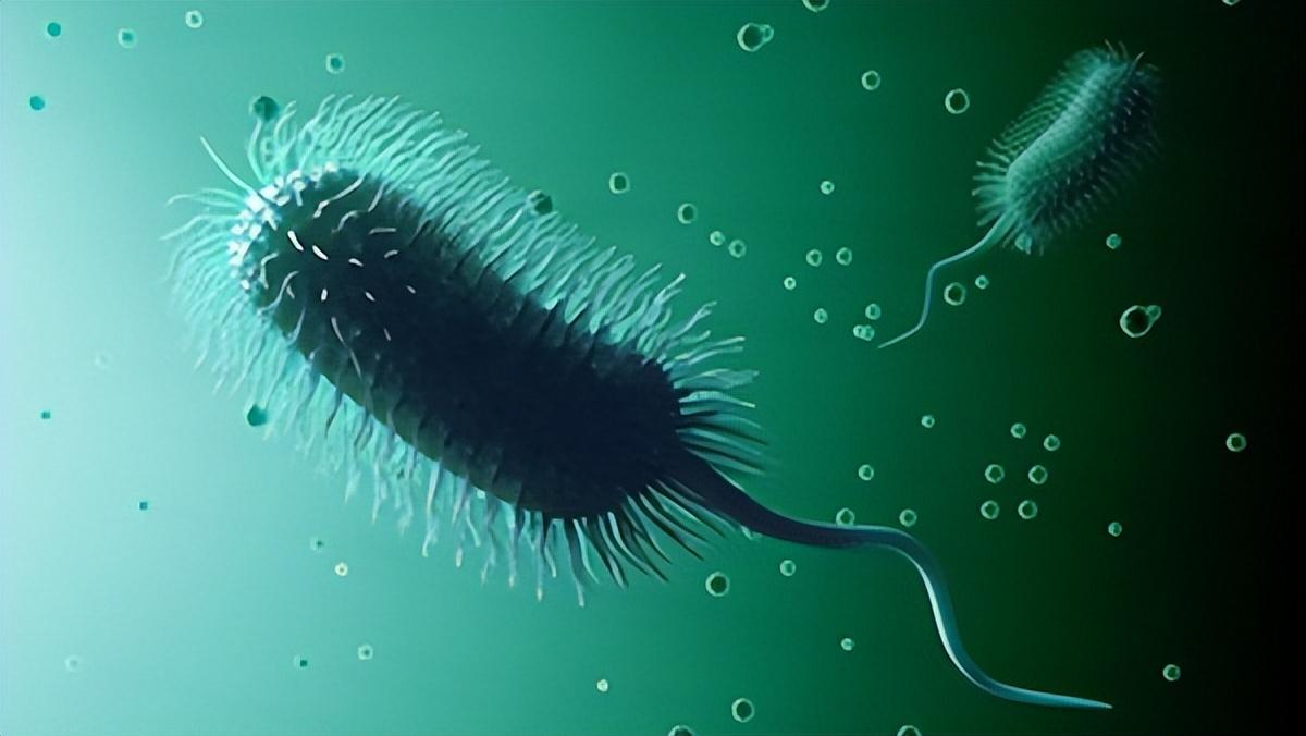 头孢和阿莫西林都是抗生素吗,头孢阿莫西林阿奇霉素有什么区别