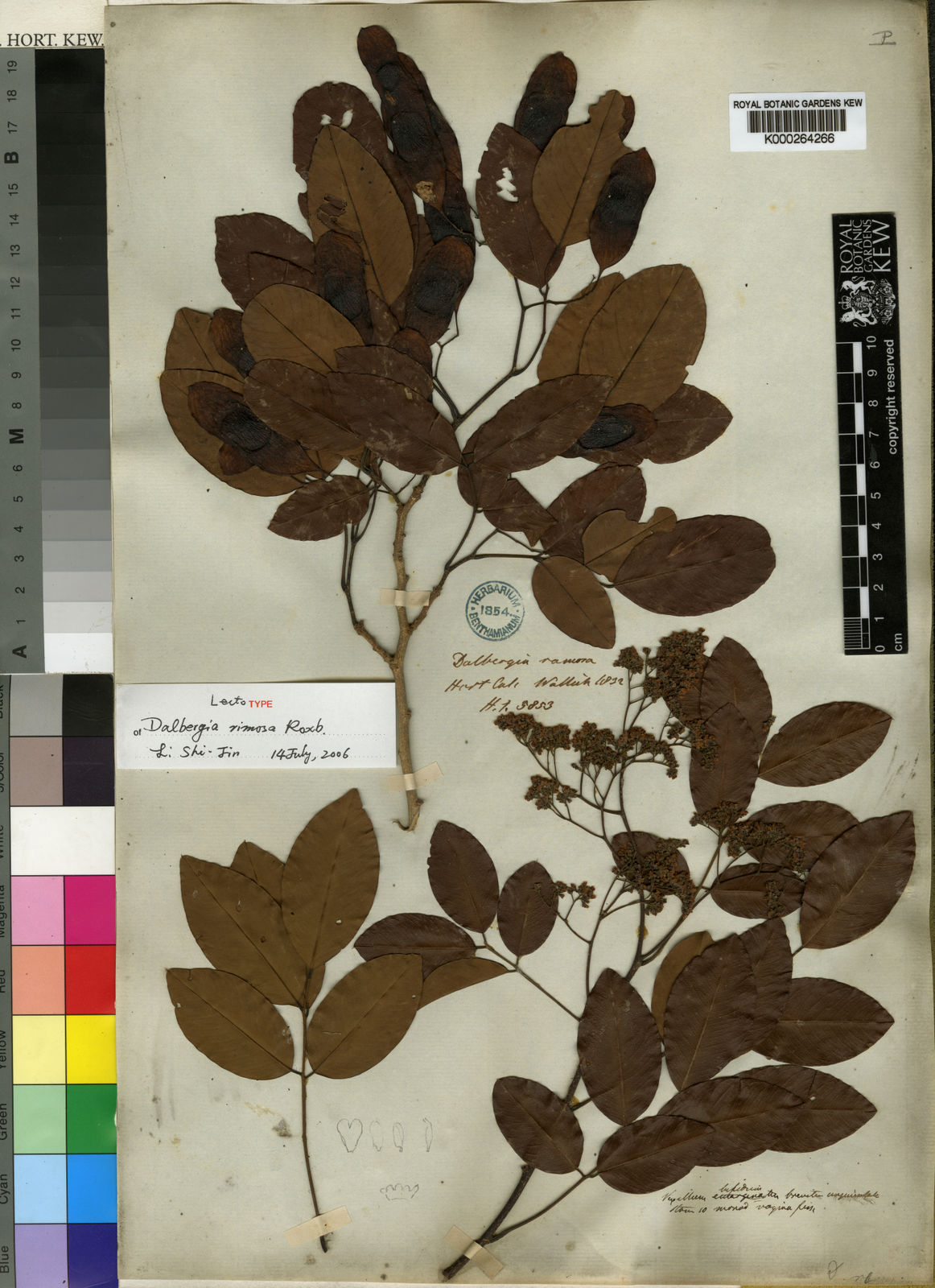 越南vs海南,越南花梨和海南黄花梨的区别