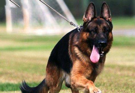 养马犬好还是养德国牧羊犬好,德国牧羊犬可以在城市养吗