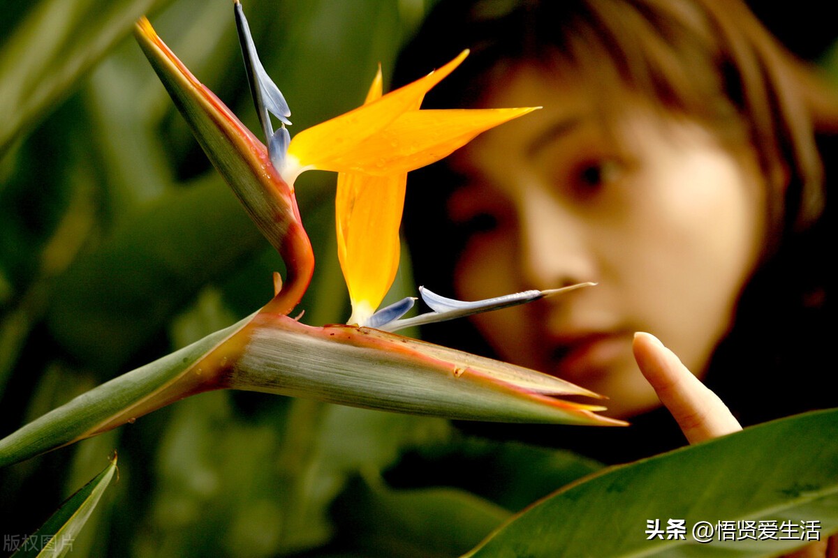 家里种幸福树风水的作用与禁忌,家中常见寓意发财好养的树