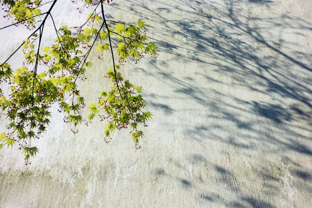 描写夏日荷花的经典诗词,夏日荷花诗句经典