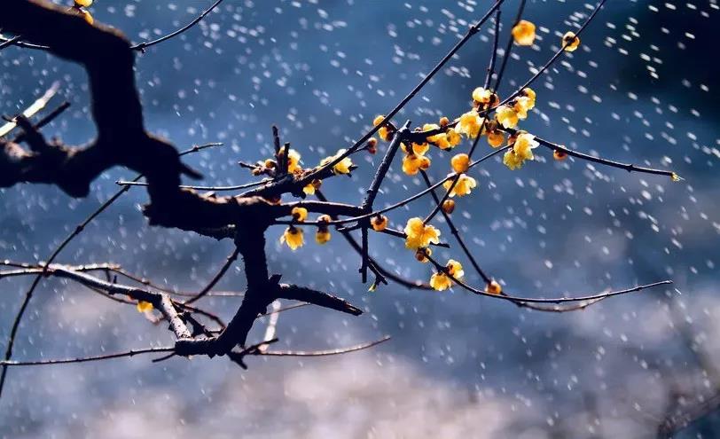 蜡梅还是腊梅小学三年级,蜡梅还是腊梅这些语文常识别弄错