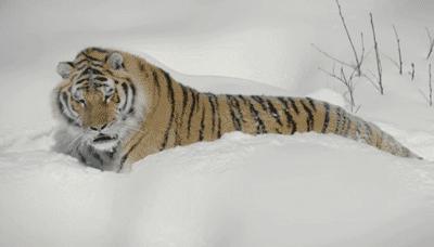 老虎和狮子晚年,狮子和老虎成年期一样吗