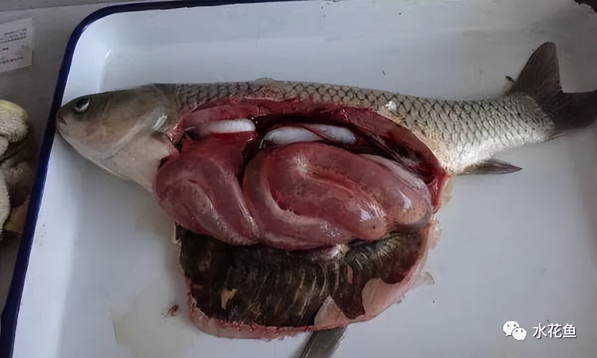 12种水产病害防治,你对水产动物病害的初步认识