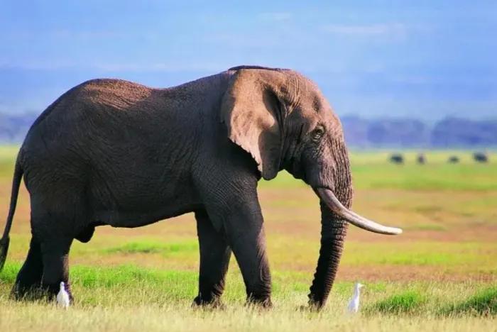 大象怎么这么大,大象好大的意思