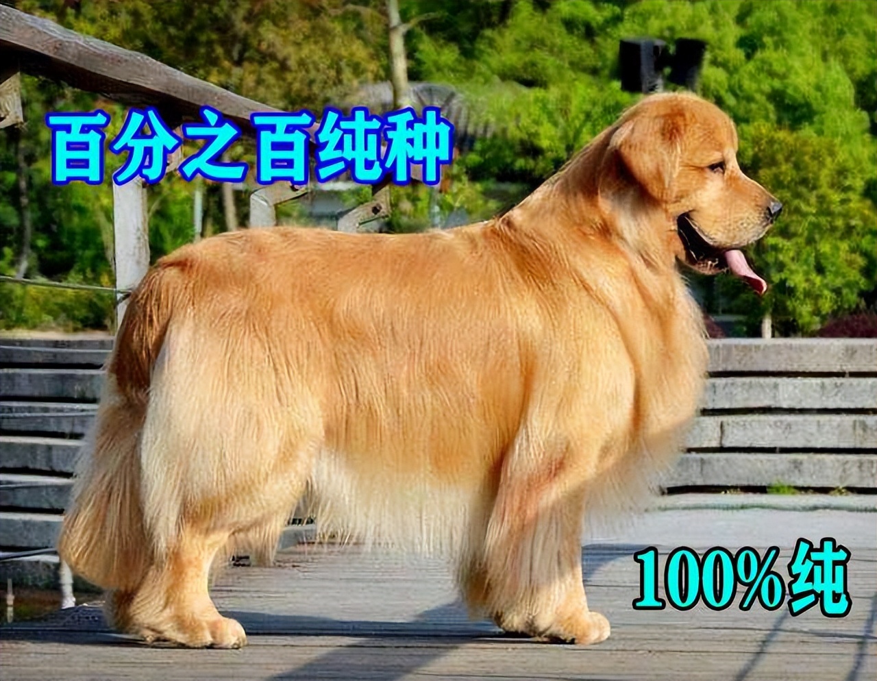 购买金毛犬的注意事项,怎么辨别金毛幼犬是真的还是假的