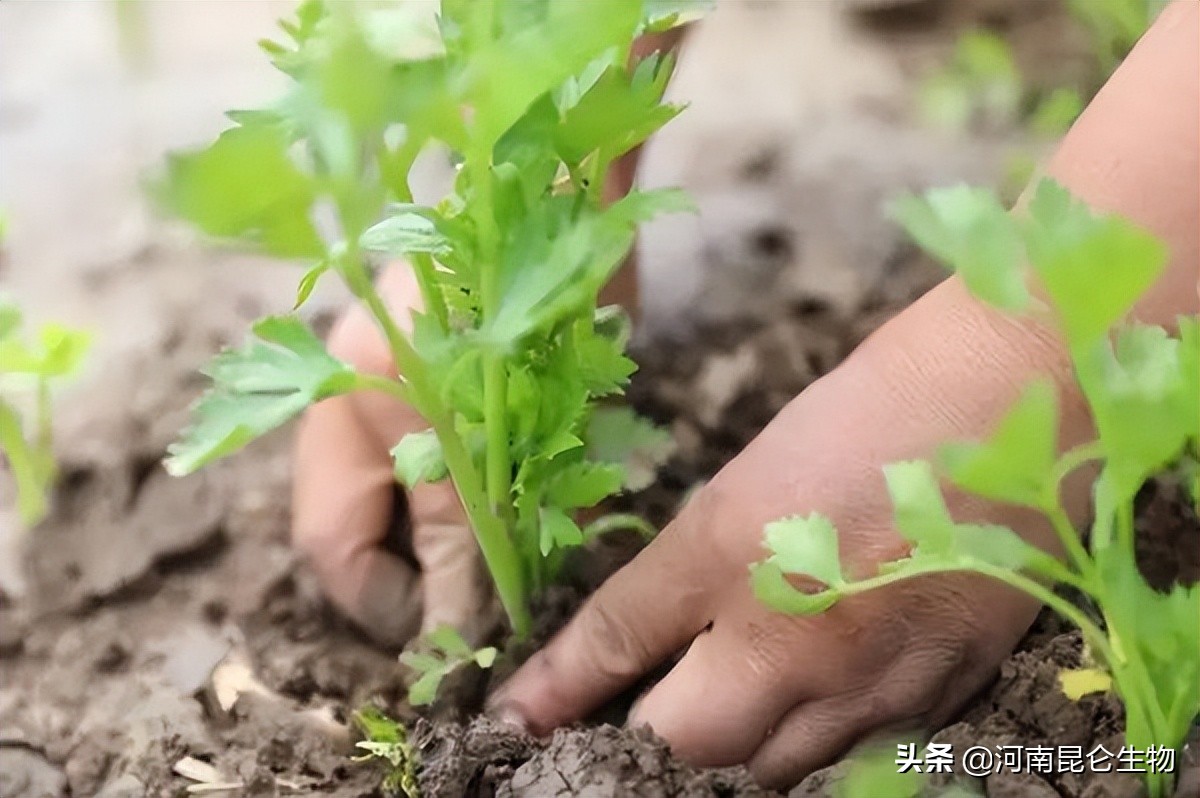 芹菜得了根结线虫怎么治疗?芹菜预防根结线虫病发生的有效措施