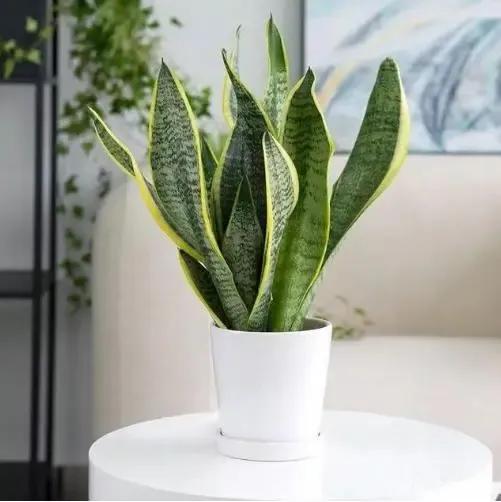 什么绿植除甲醛净化空气比较好,什么样的花草最吸甲醛能净化空气