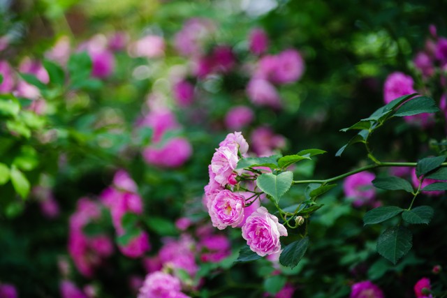 诗词六首开满故园春模样配行文字花更香