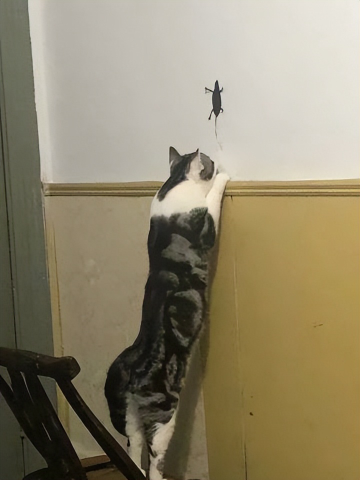 网友画“壁虎”想耍耍自家猫，可没想到…把全网的猫都给骗了