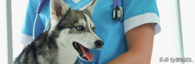 如何选择一只适合你的宠物犬,独居女孩适合养的中大型宠物犬