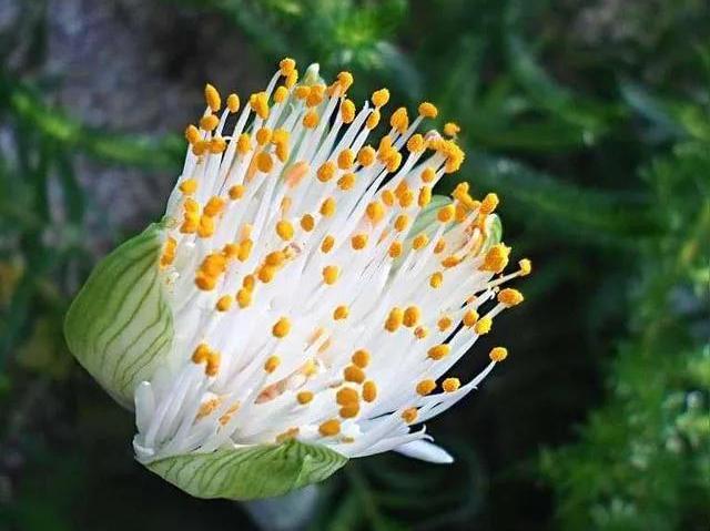 虎字植物,带虎字的花有哪些