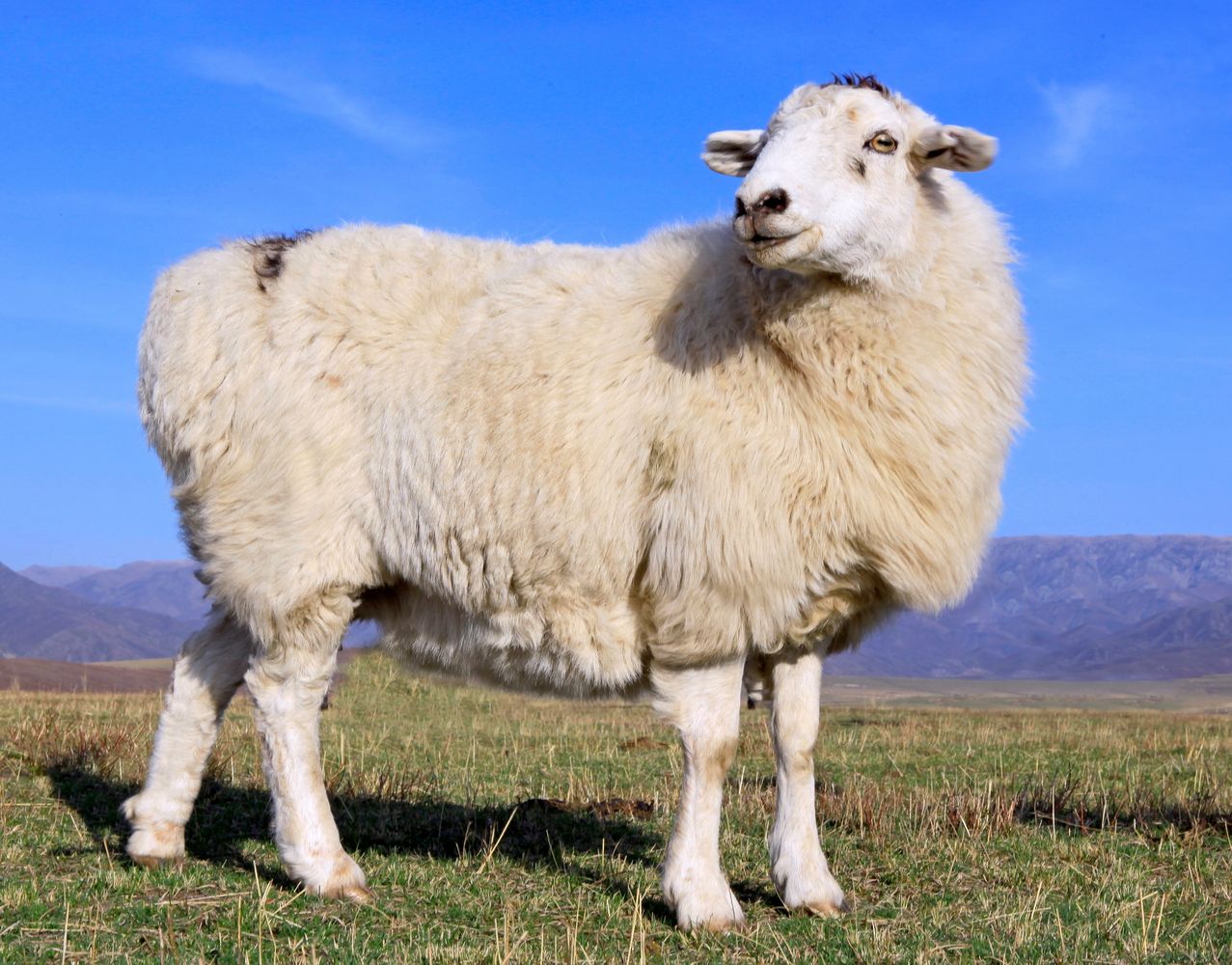 母羊奶水不够怎么给小羊补奶,母羊下崽没有成功奶水多怎么办