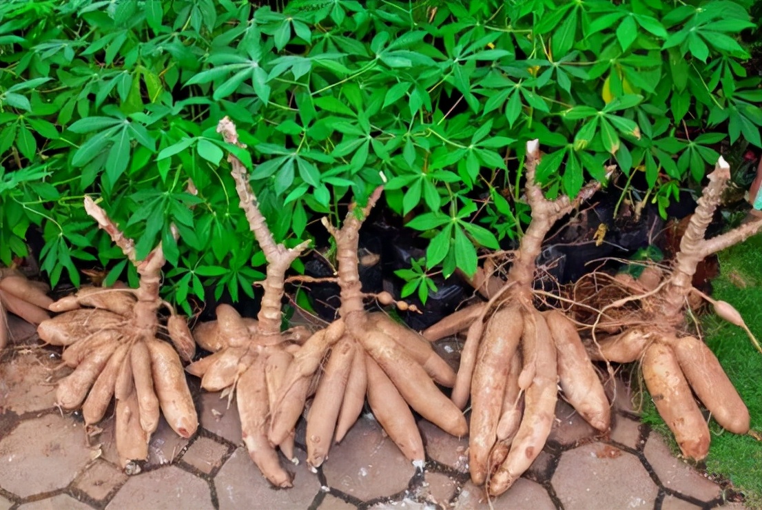 常见有毒花千万别碰,世上有毒的花和植物