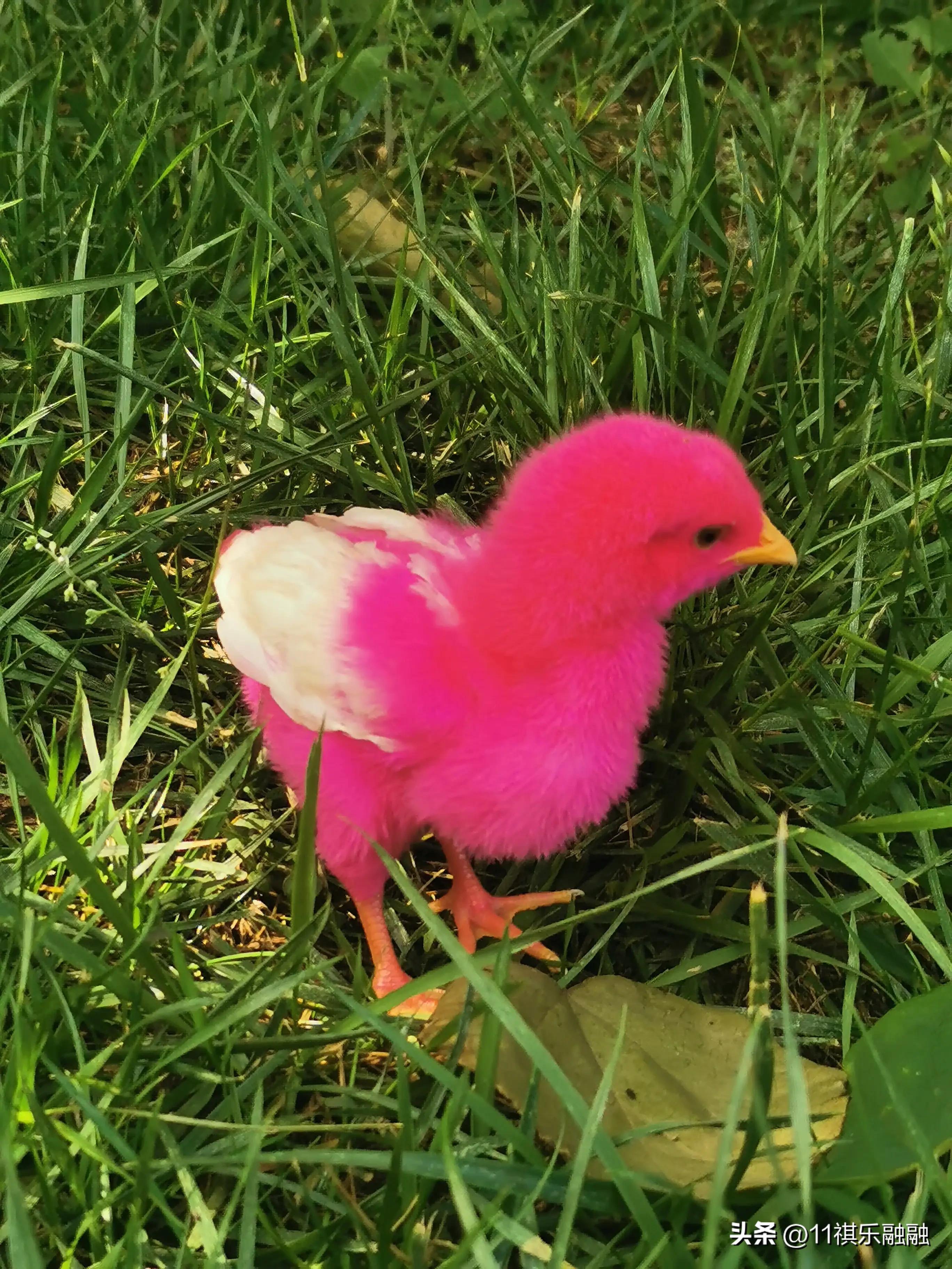 忙啊忙女声翻唱独唱完整版,忙啊忙原唱完整版歌词